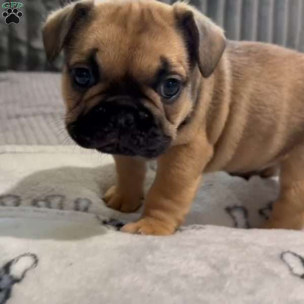 Rocket, French Bulldog Puppy